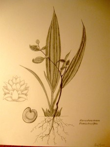 2 plants by Anna Moore