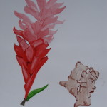 Ginger Flower and Root