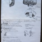 Mushroom Notes by Jordan Yoder