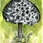 Old Man of the Woods by Mary