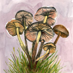 Orange Mycena by Mary