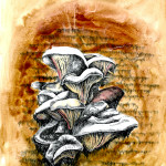 Oyster Mushroom by Mary