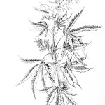 Hemp plant by Mary