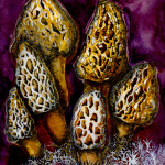 Morel by Mary