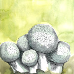 Puffball by Mary