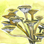 Ringless Honey Mushroom by Mary